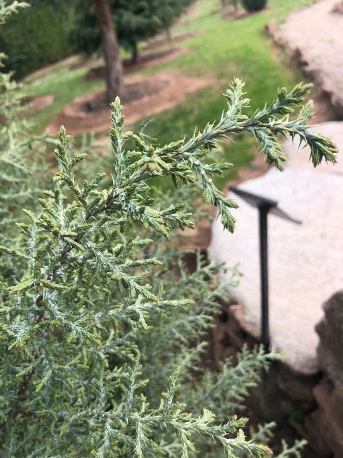 Juniperus osteosperma