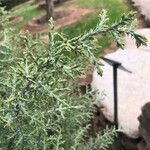 Juniperus osteosperma