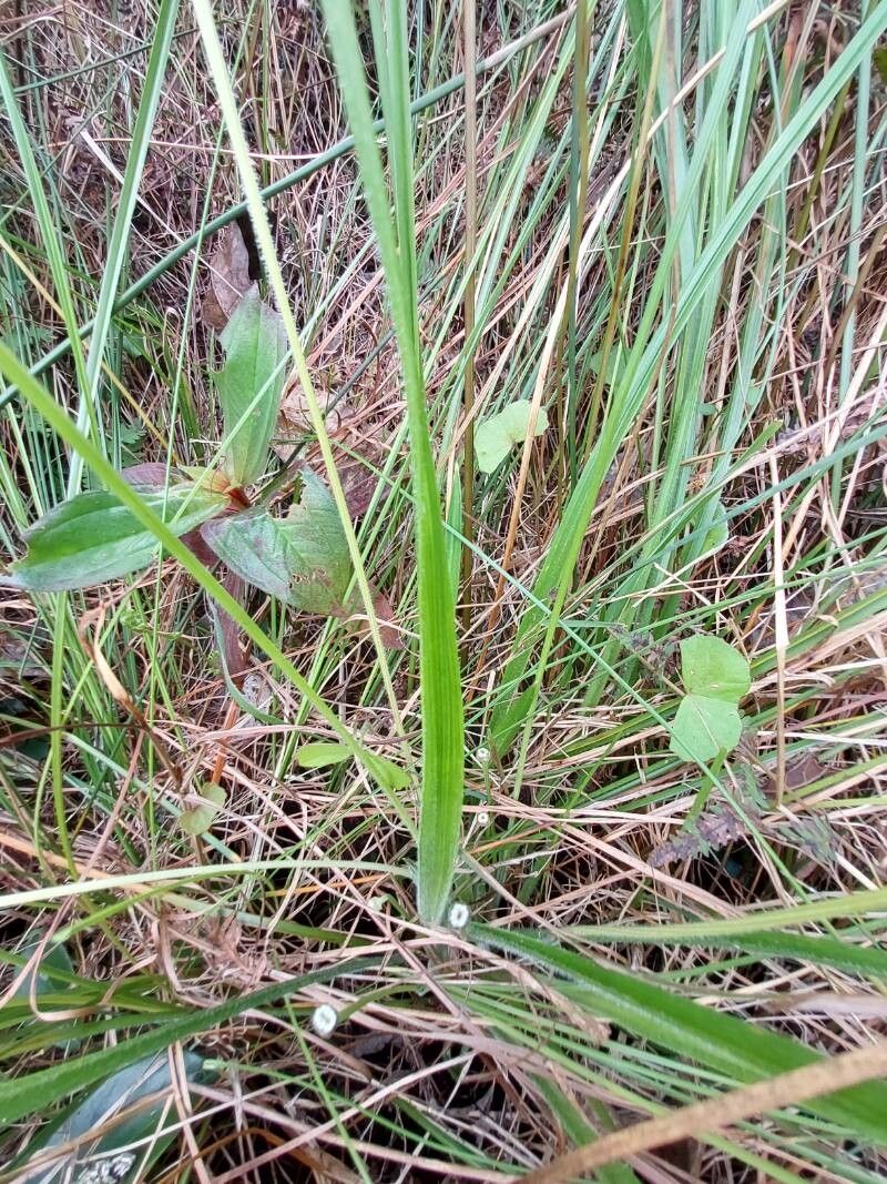 Eriocaulon sexangulare — houseplant care guide