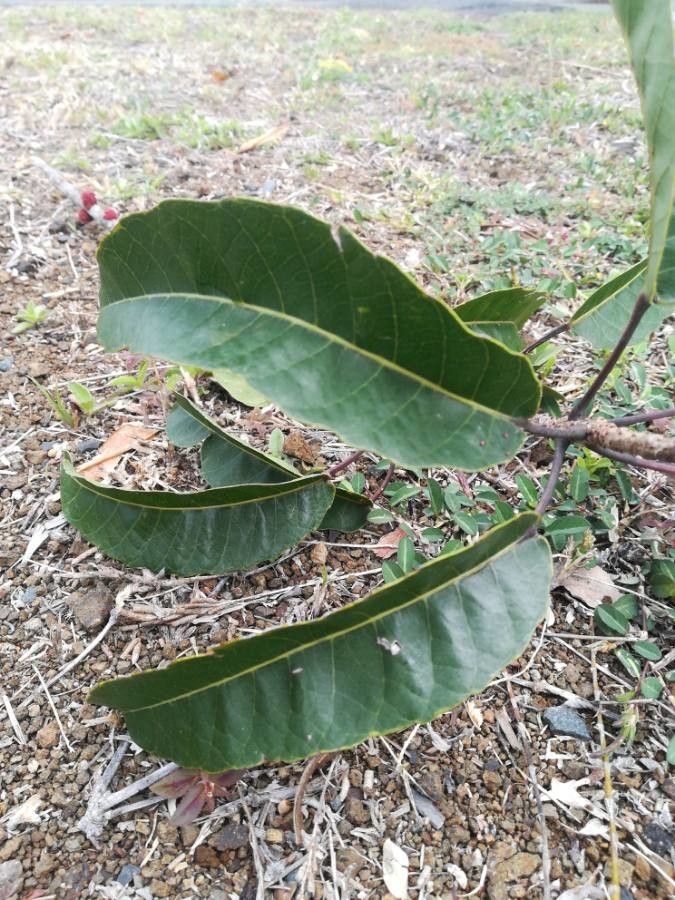 Bocquillonia sessiliflora — houseplant care guide