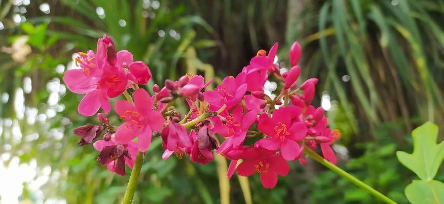 Jatropha aethiopica — related species from the same genus