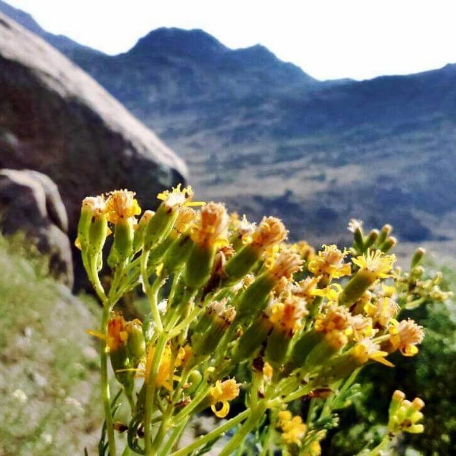 Senecio scorzonella — search result for 'Senecio'