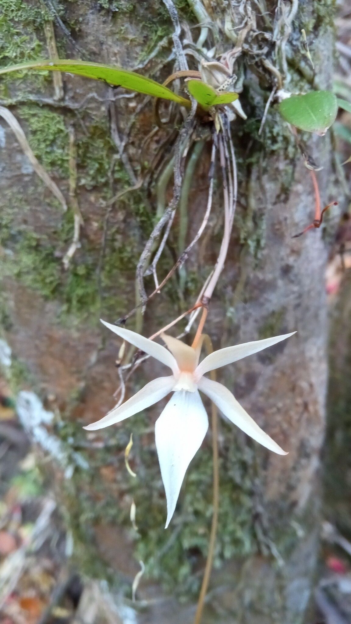Aerangis fuscata flower