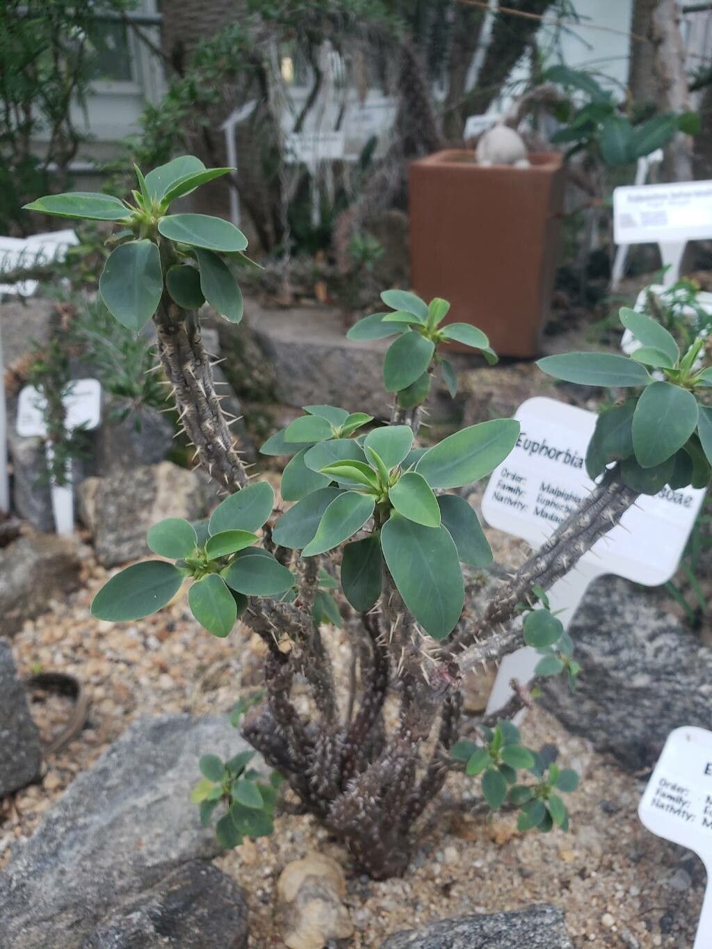 Euphorbia fianarantsoae habit