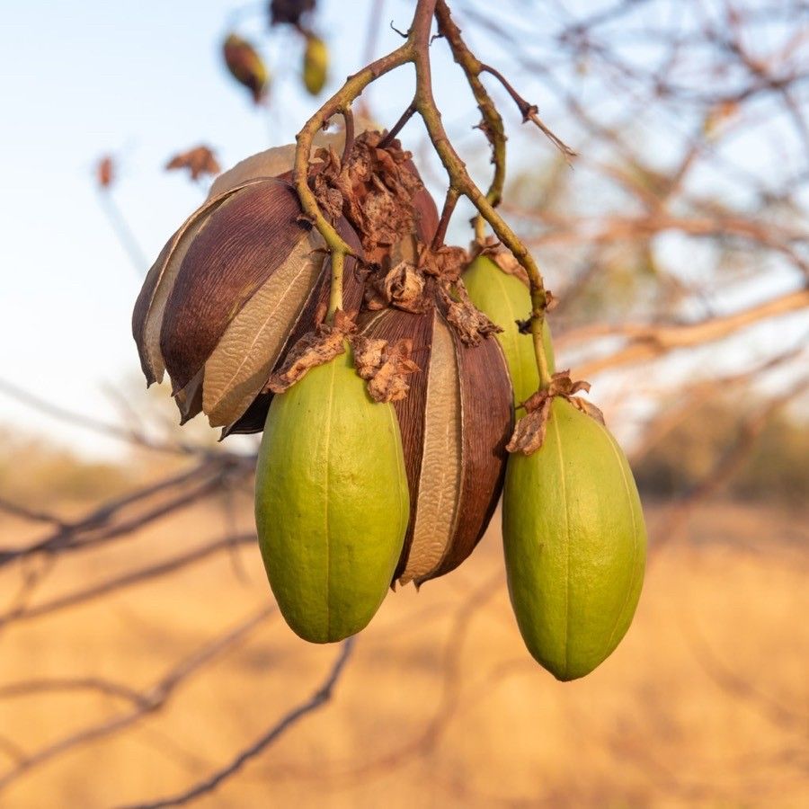 Cochlospermum fraseri fruit