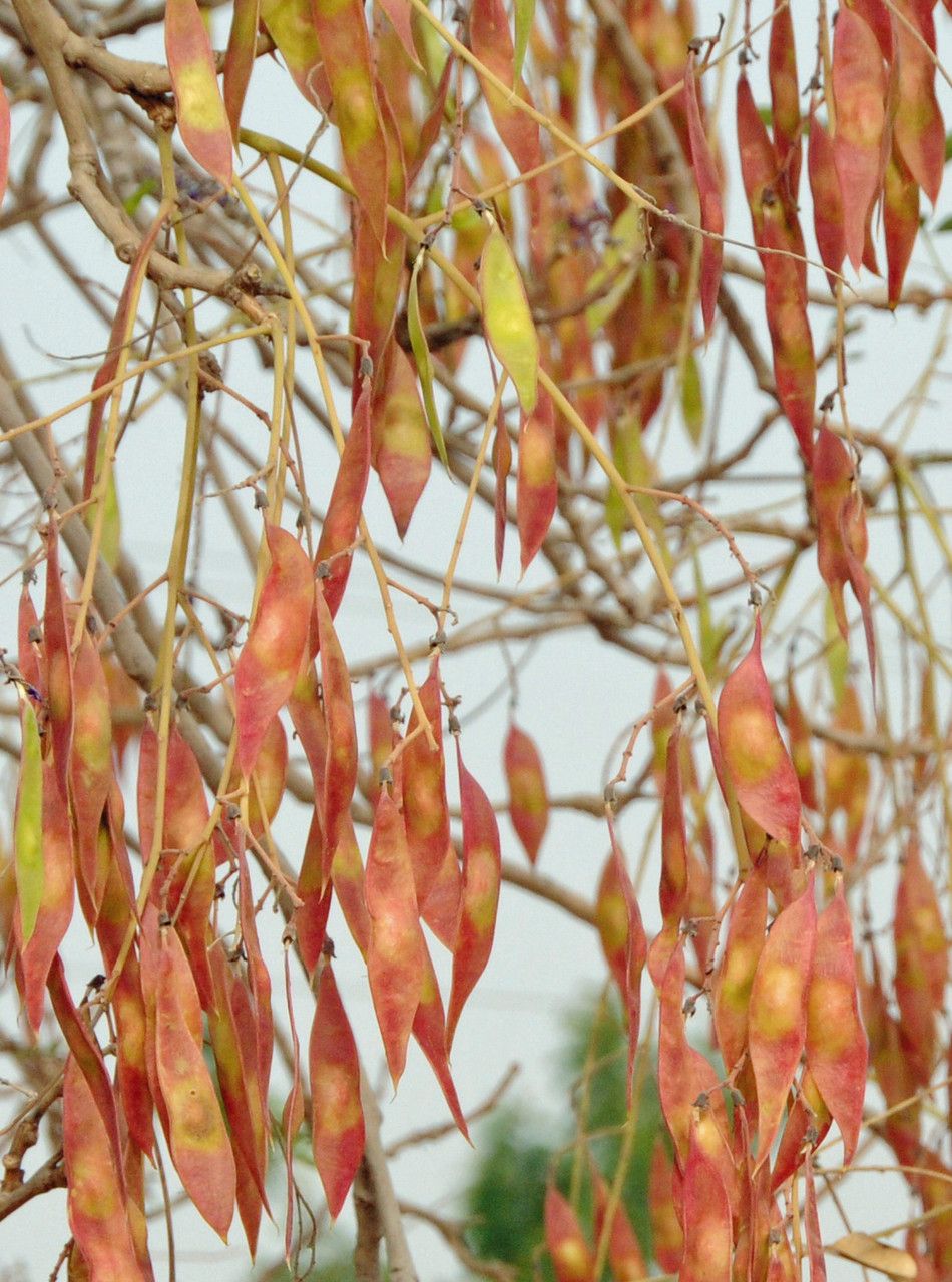 Philenoptera laxiflora fruit