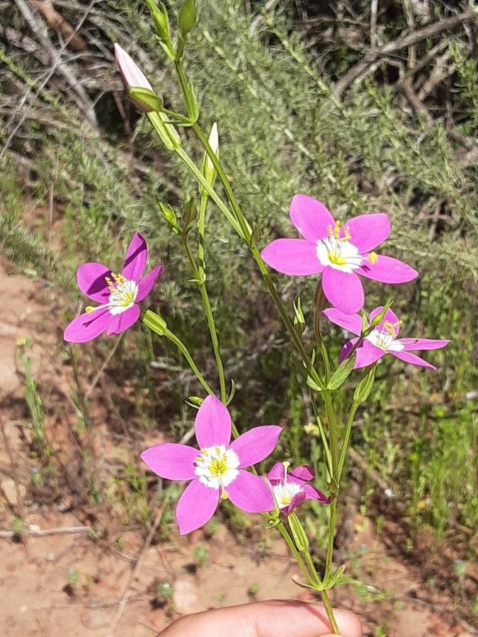 Zeltnera venusta — houseplant care guide