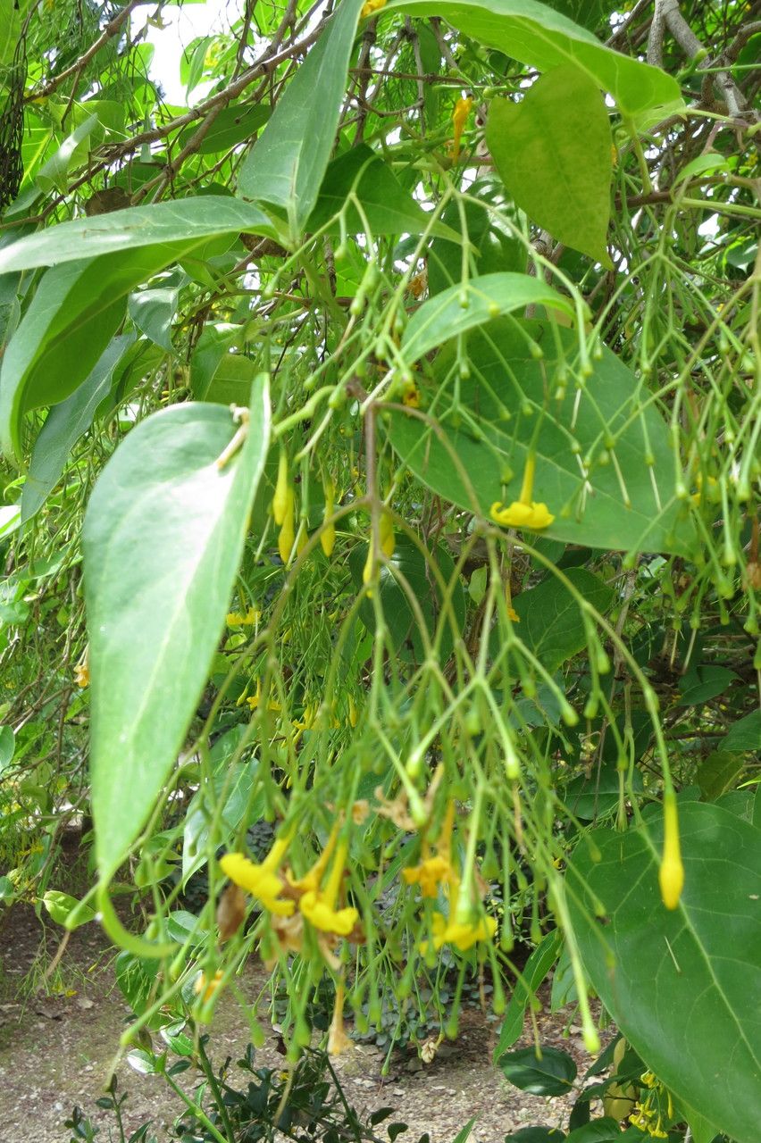 Jasminum subhumile habit