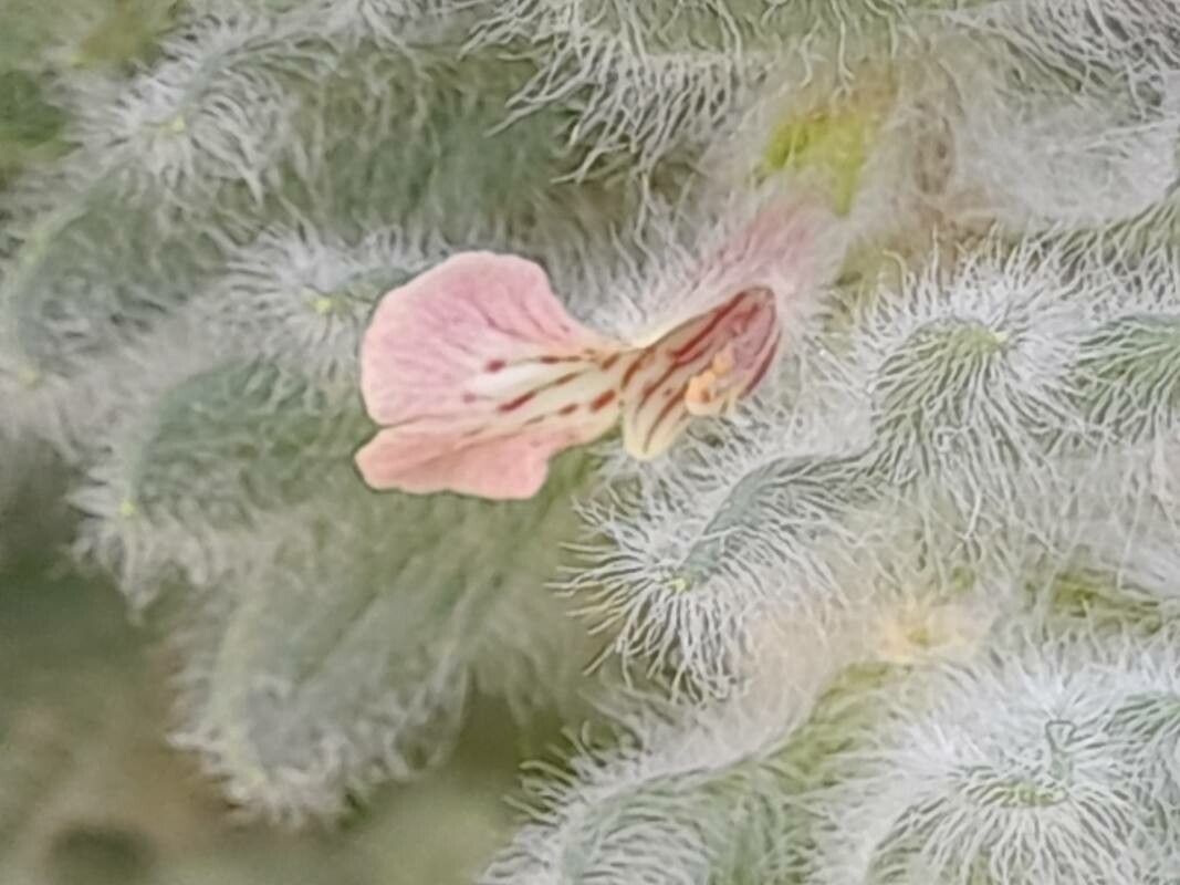 Ajuga austroiranica flower