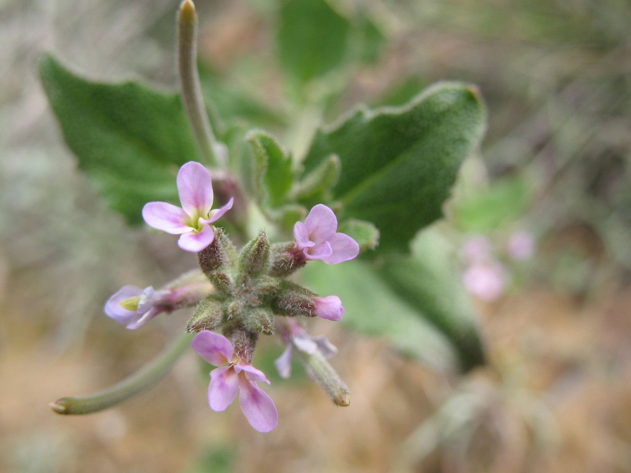 Malcolmia africana flower