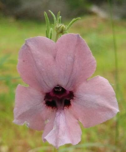 Sesamum rigidum — search result for 'Sesamum'