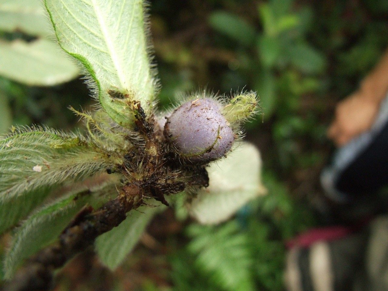Psychotria pulchrebracteata fruit