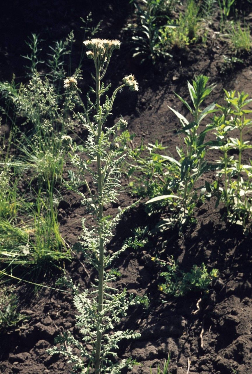 Phacelia neomexicana habit