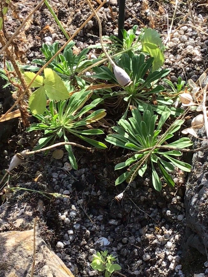 Alyssoides utriculata — houseplant care guide