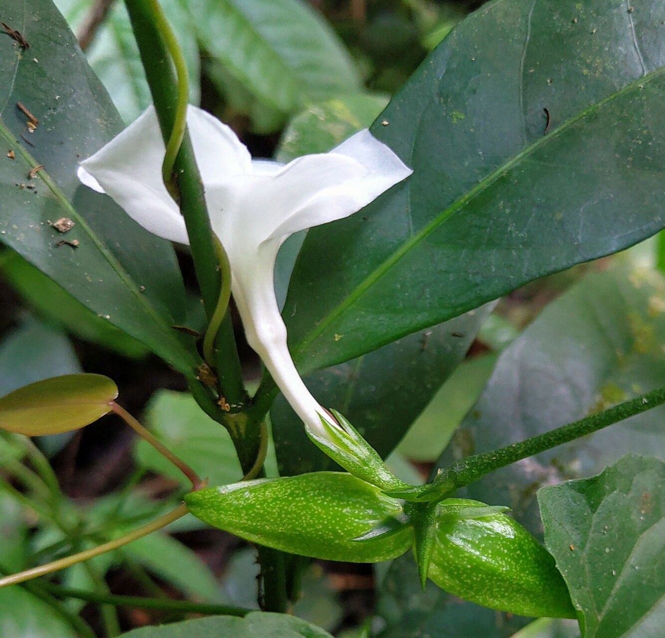 Callichilia basileis flower