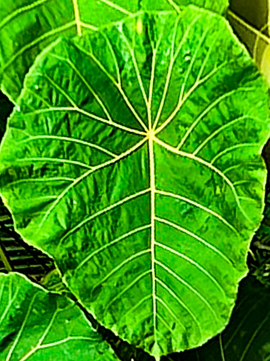 Macaranga mappa — houseplant care guide