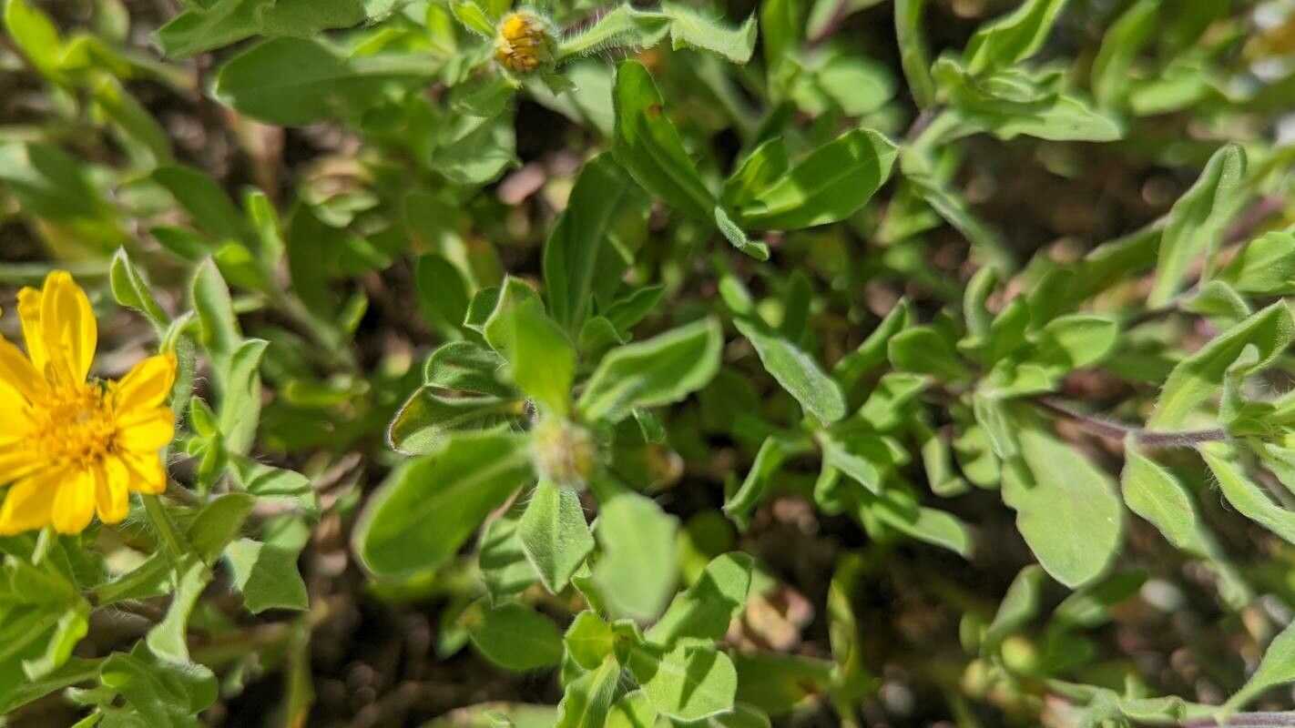 Heterotheca pumila — houseplant care guide