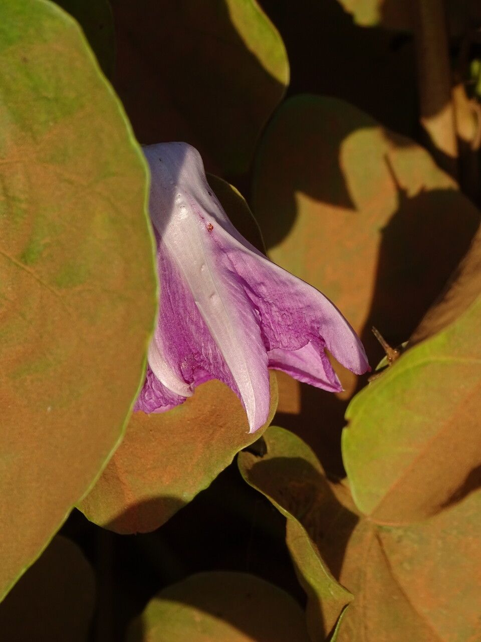 Ipomoea asarifolia flower