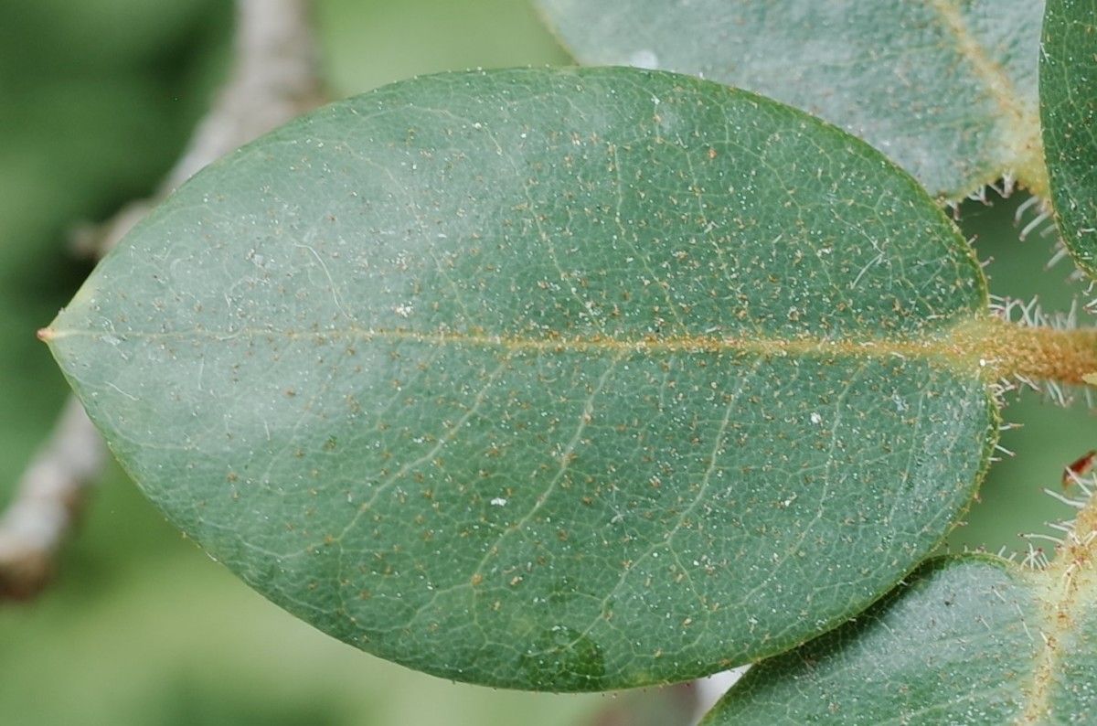 Rhododendron selense leaf