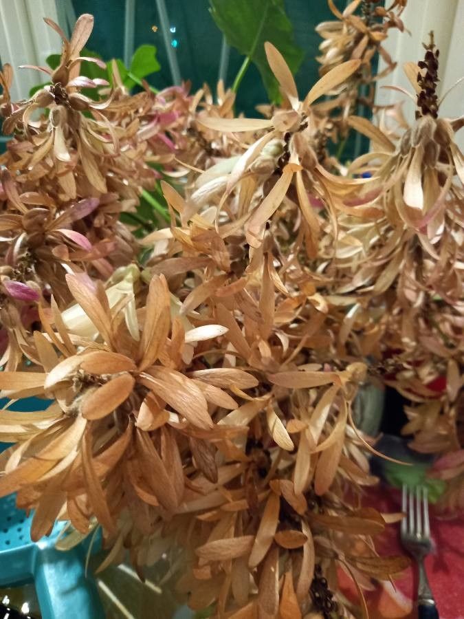 Triplaris americana flower