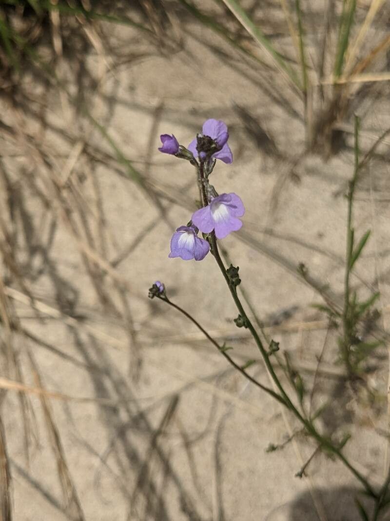 Nuttallanthus floridanus flower