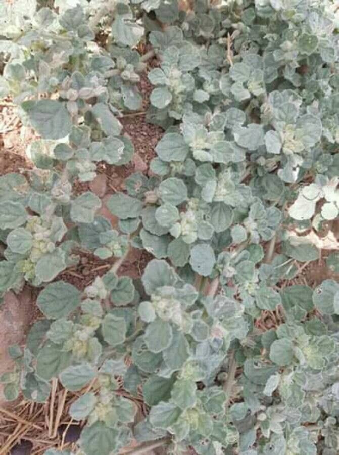 Glinus lotoides leaf