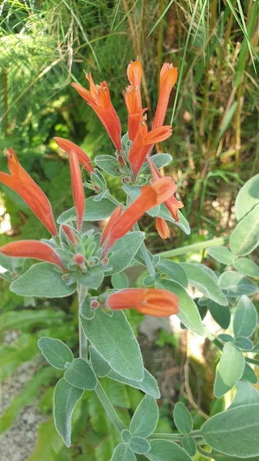 Keckiella cordifolia flower