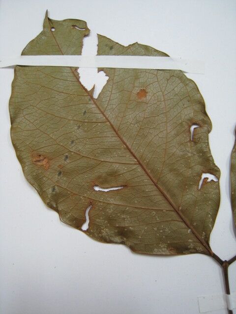 Stryphnodendron moricolor other