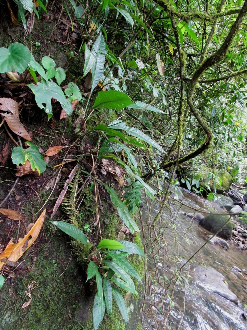 Anthurium angustispadix habit