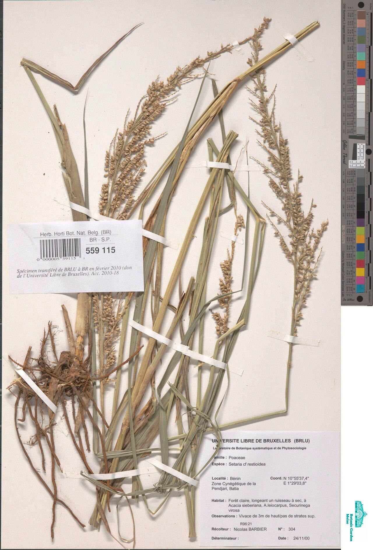 Setaria restioidea — houseplant care guide