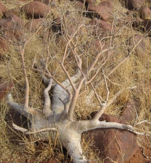 Commiphora saxicola habit