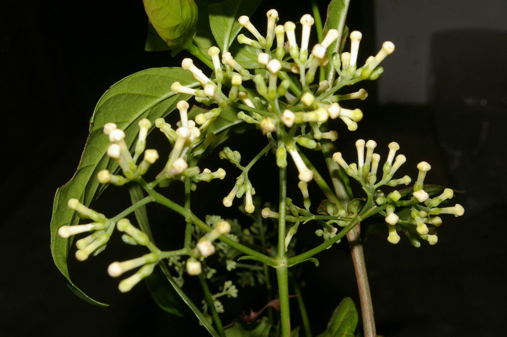 Arachnothryx costaricensis — search result for 'Arachnothryx'