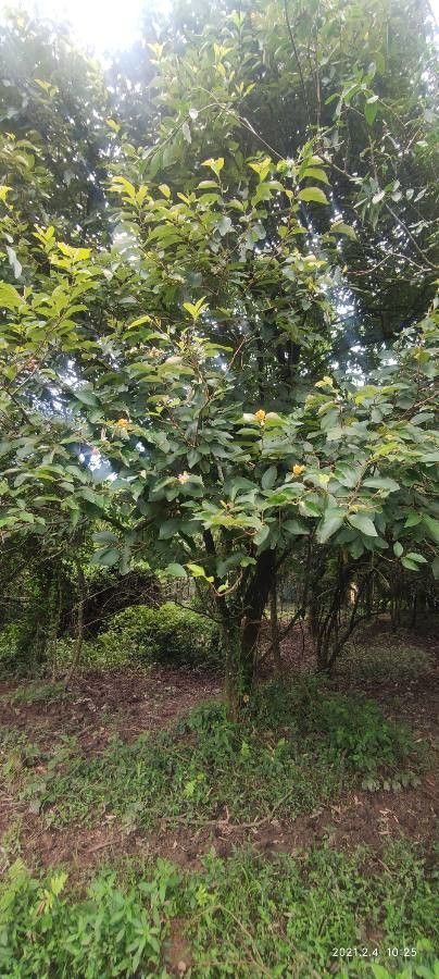 Dillenia ovata habit