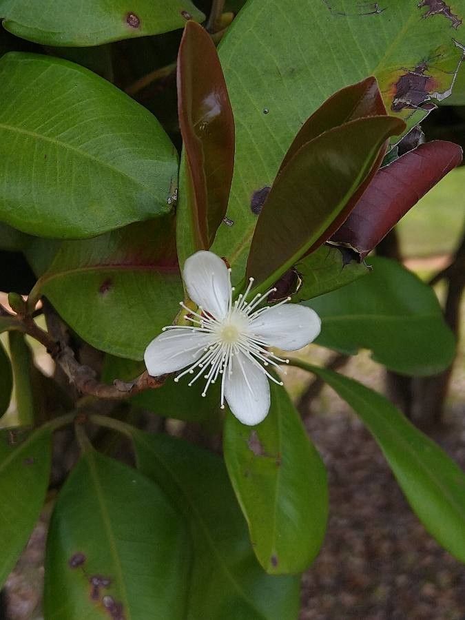 Eugenia brasiliensis flower