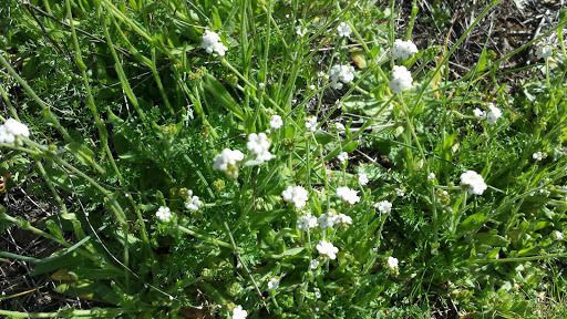 Plagiobothrys nothofulvus habit