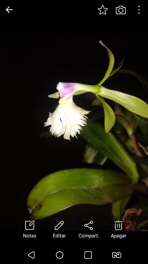 Rhyncholaelia digbyana flower