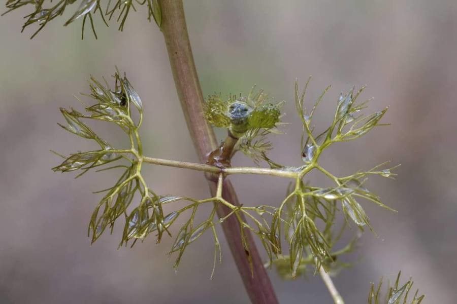 Ranunculus sphaerospermus — houseplant care guide