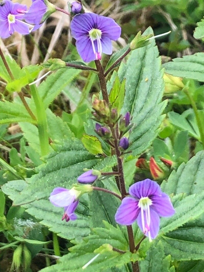 Veronica ponae flower