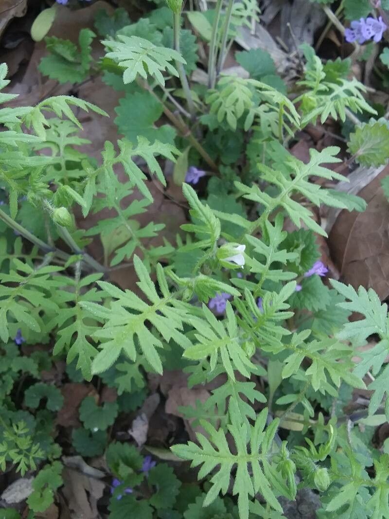 Ellisia nyctelea — search result for 'Boraginaceae'