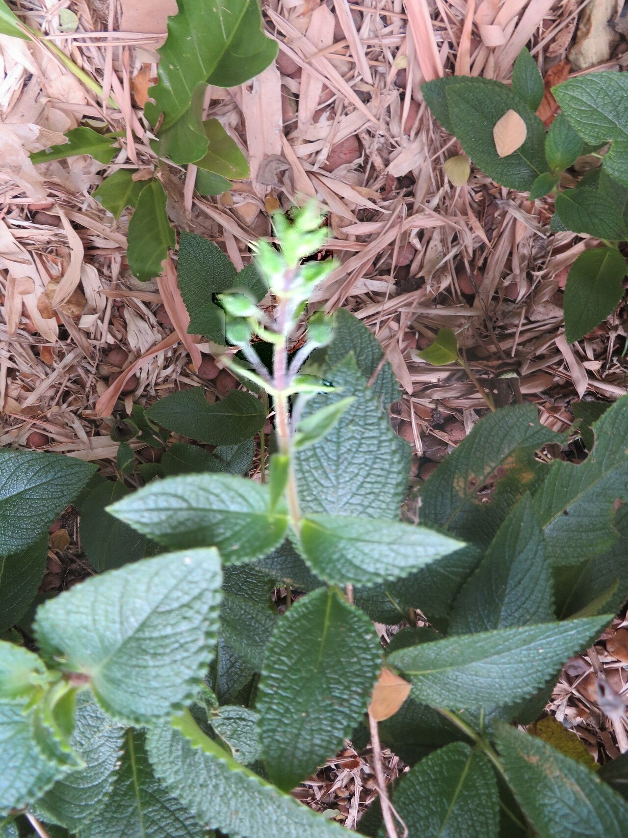 Sinningia macrostachya flower