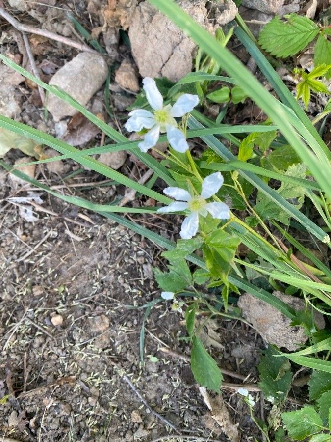 Rubus trivialis flower
