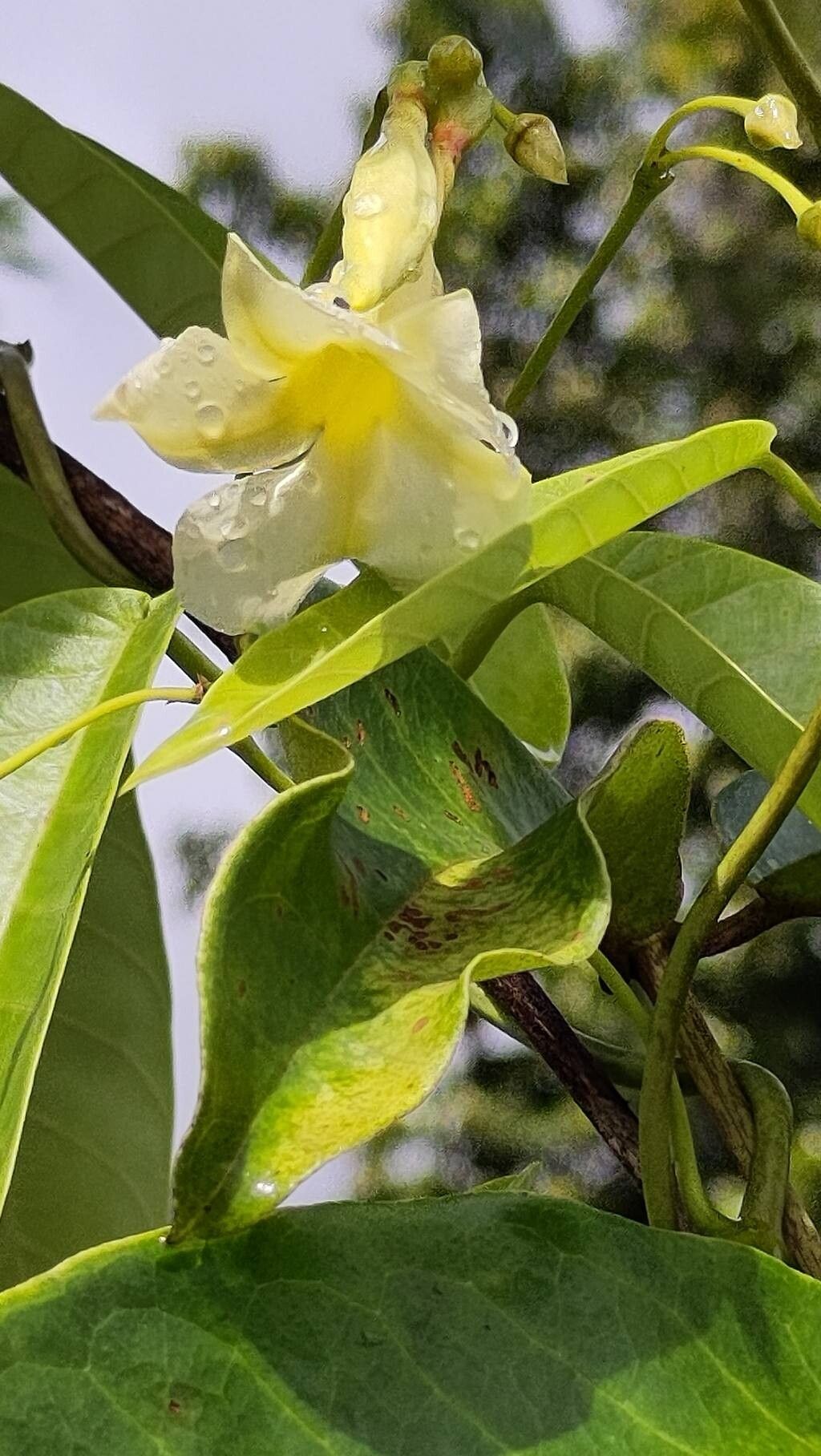 Odontadenia nitida flower