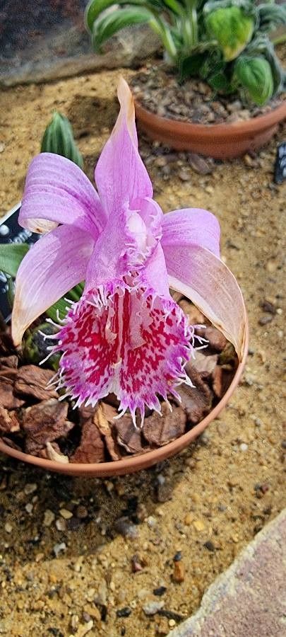 Pleione praecox flower
