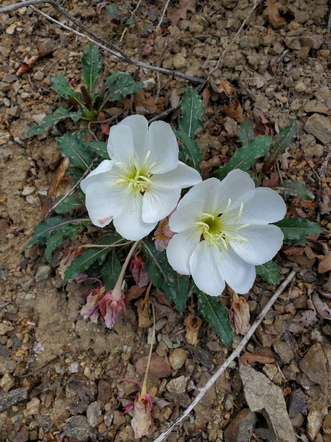 Oenothera albicaulis leaf