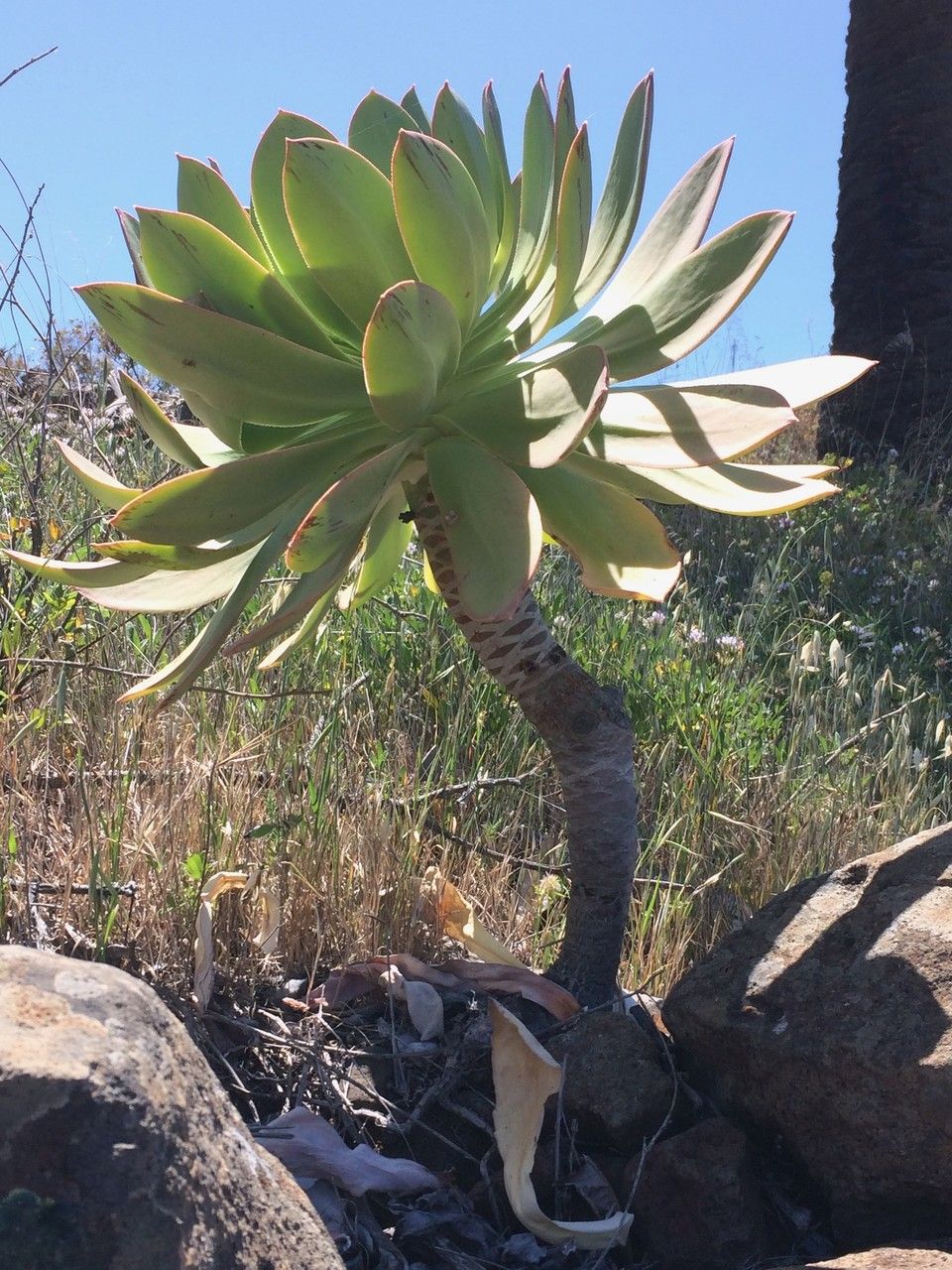 Aeonium appendiculatum habit