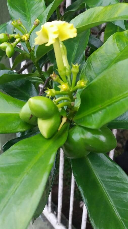Cascabela gaumeri flower