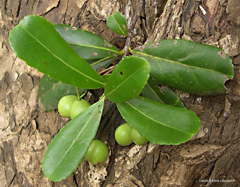 Elaeodendron brachycremastron — related species from the same genus