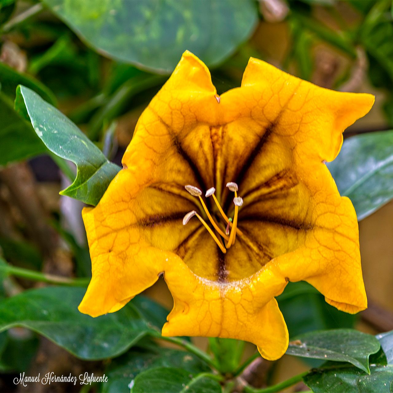 Solandra grandiflora flower