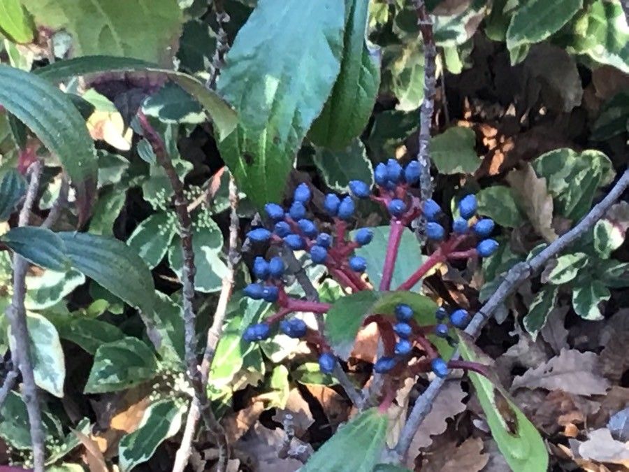 Viburnum davidii fruit