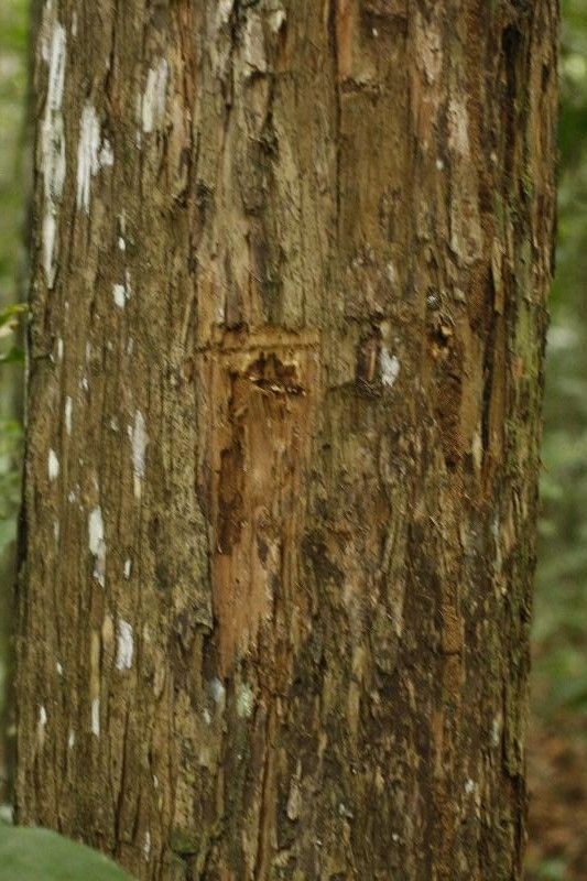 Mouriri crassifolia bark